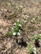 Image of San Diego thorn-mint