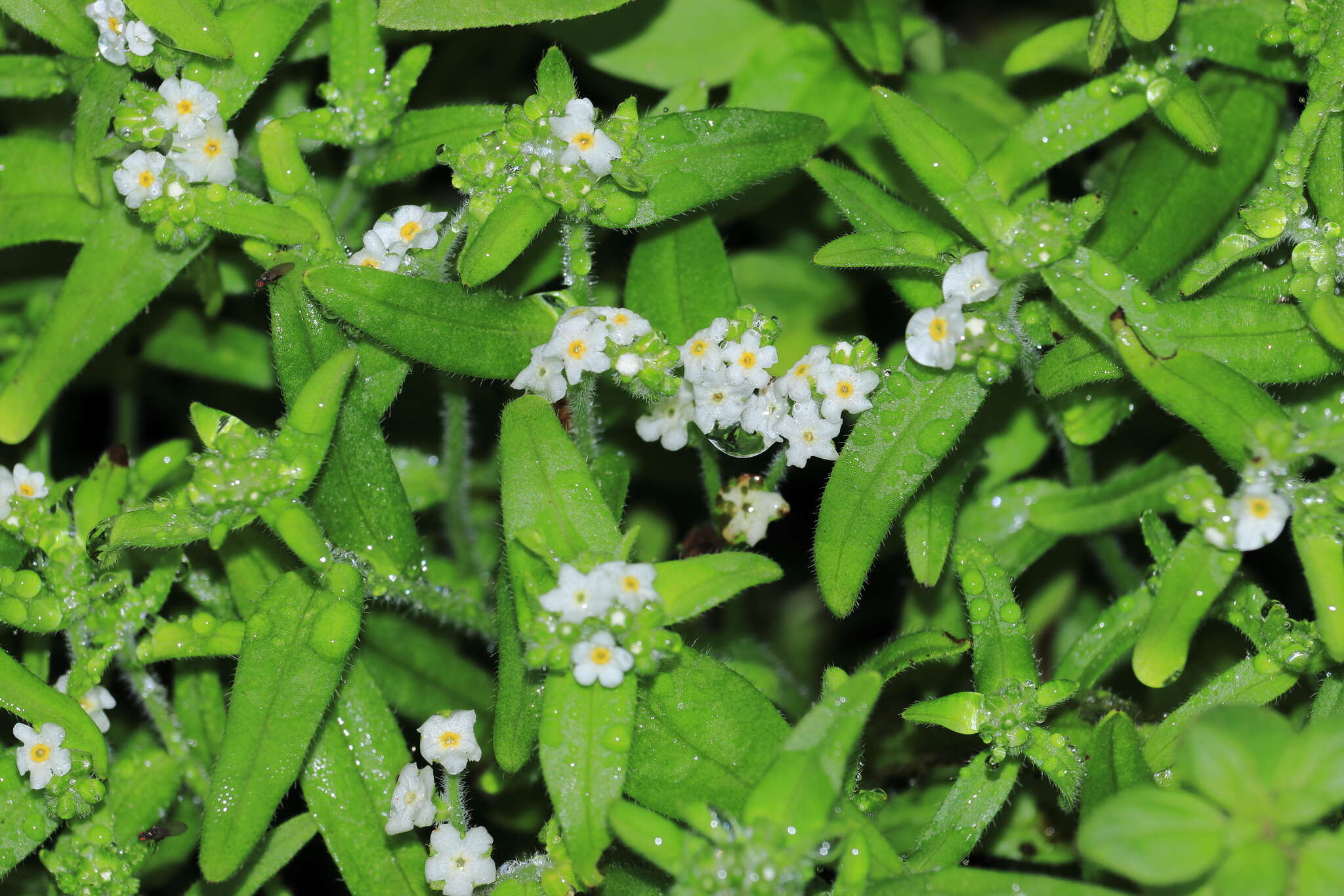 Слика од Cryptantha limensis (A. DC.) I. M. Johnst.