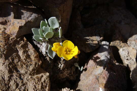 Image of Avery Peak twinpod