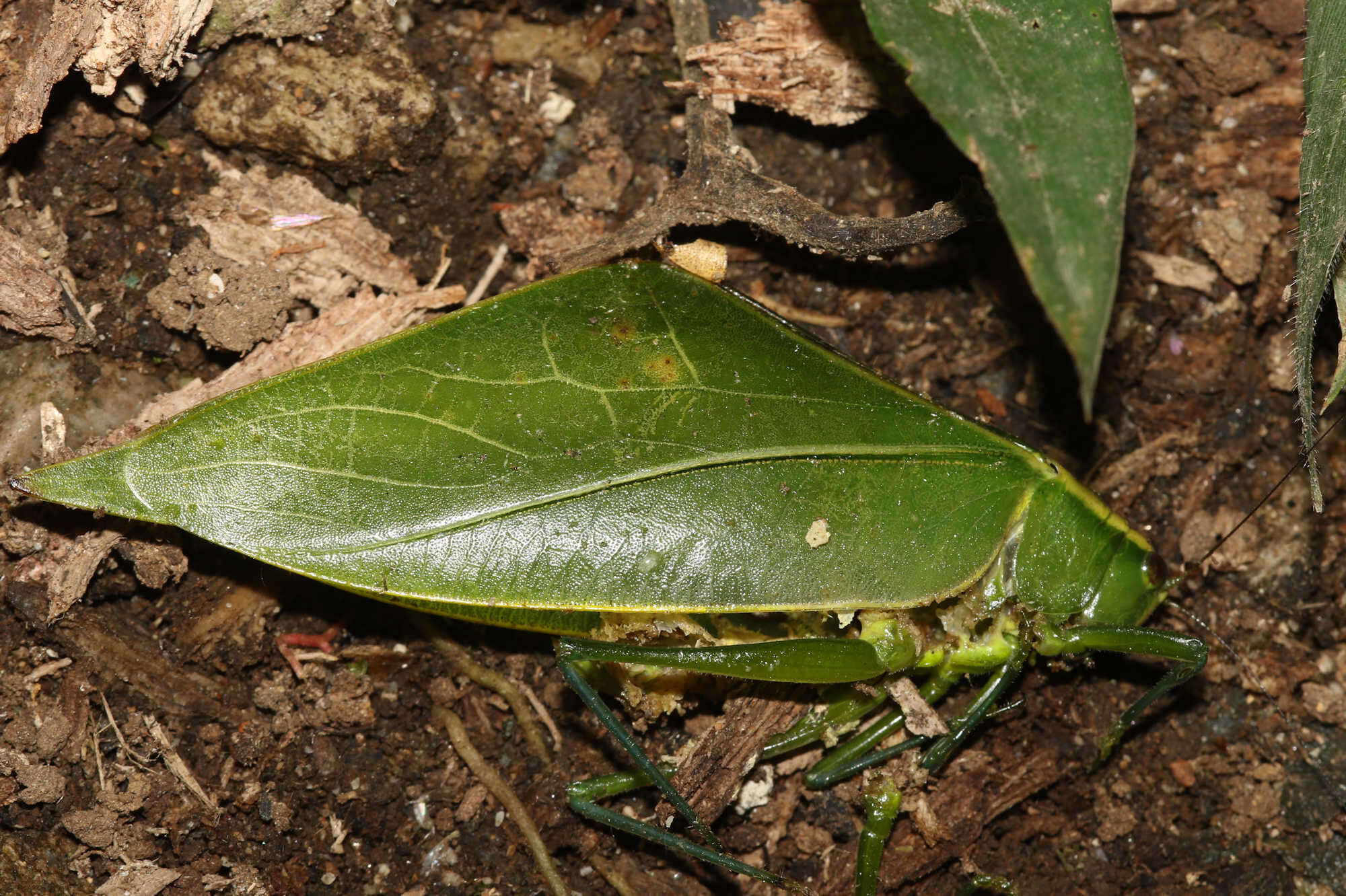 Image of Acropsis tectiformis (Brunner von Wattenwyl 1878)