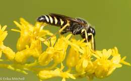 Philanthus solivagus Say 1837的圖片