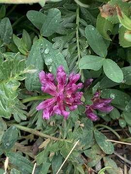 Слика од Trifolium parryi A. Gray