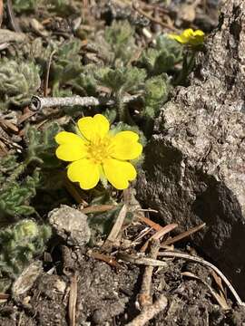 Image de Potentilla rhyolitica Ertter