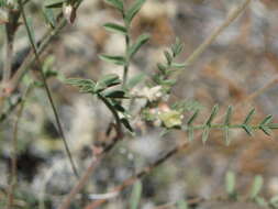 Image of pauper milkvetch