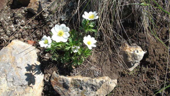 Image of Little Belt Mountain thimbleweed