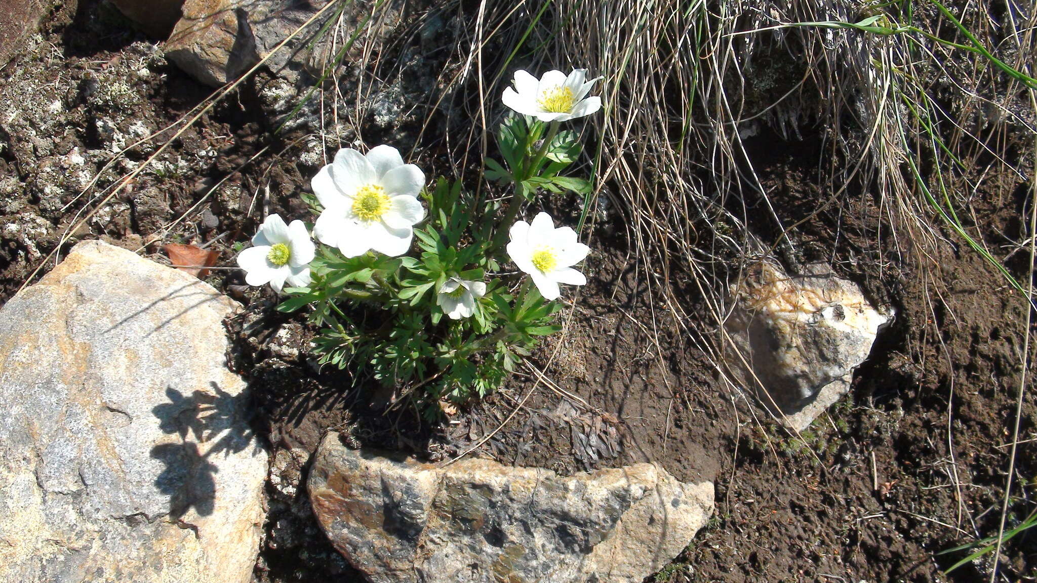 Imagem de Anemone lithophila Rydb.