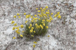 Image of Conostylis candicans Endl.