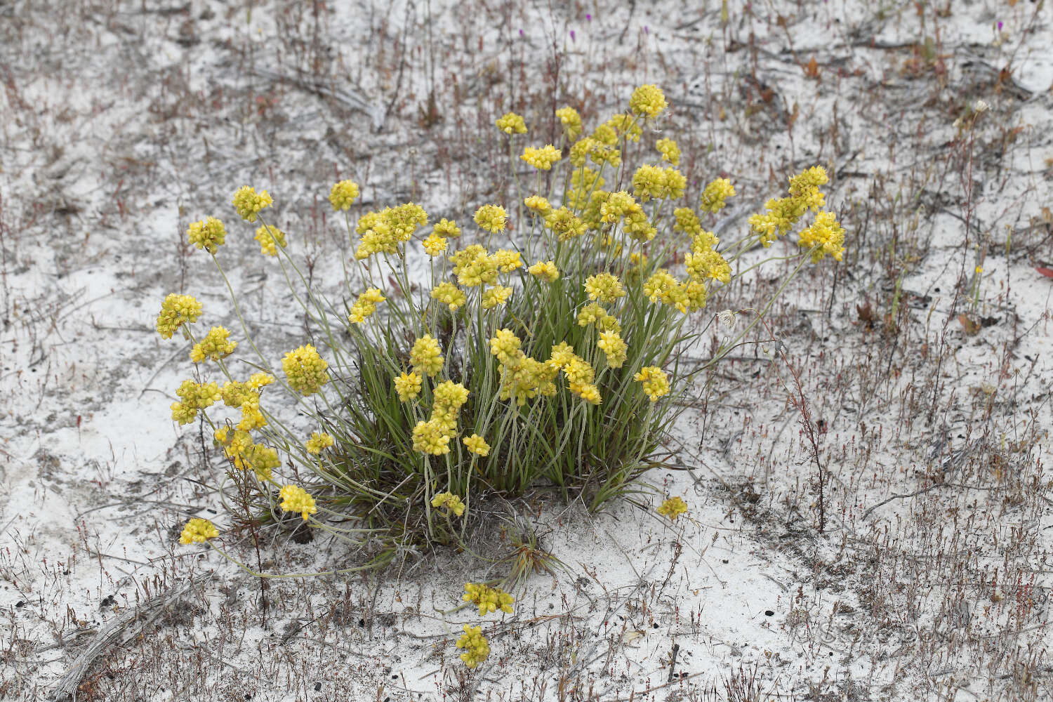 Image of Conostylis candicans Endl.