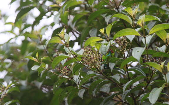 Image of Rufous-winged Tanager