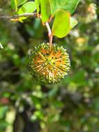 Image of Strawberry bush