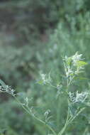 Image de Chenopodium bryoniifolium A. Bunge