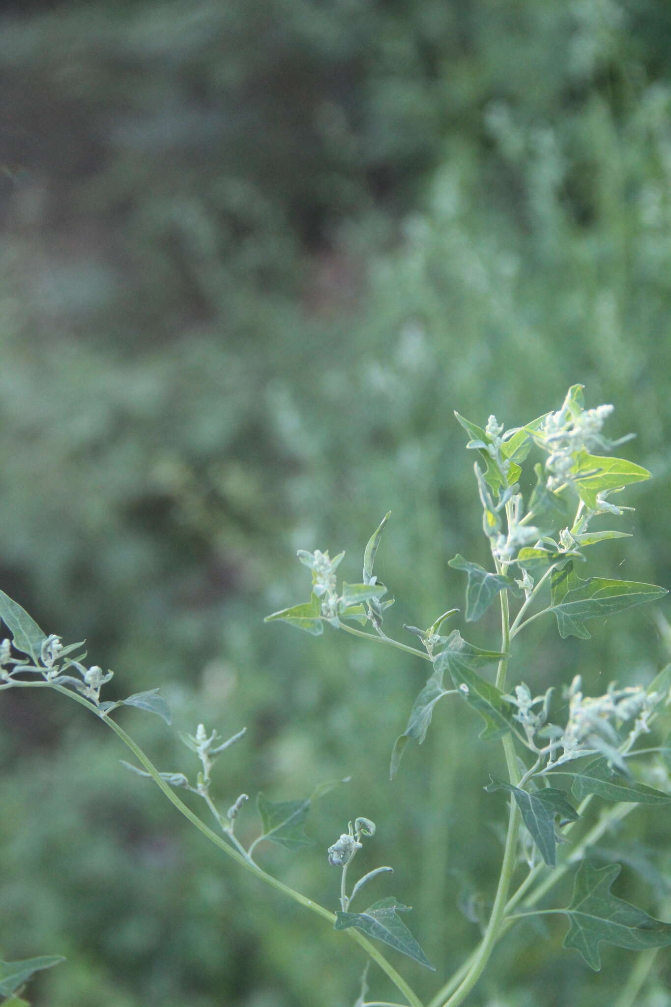 Sivun Chenopodium bryoniifolium A. Bunge kuva