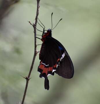 Image de Parides gundlachianus (Felder & Felder 1864)