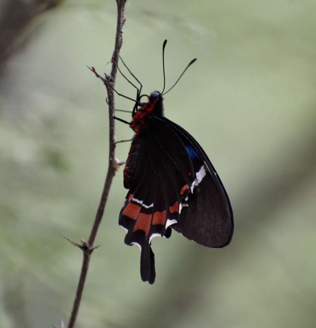 Image of Parides gundlachianus (Felder & Felder 1864)