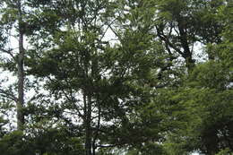 Image of Brown Creeper