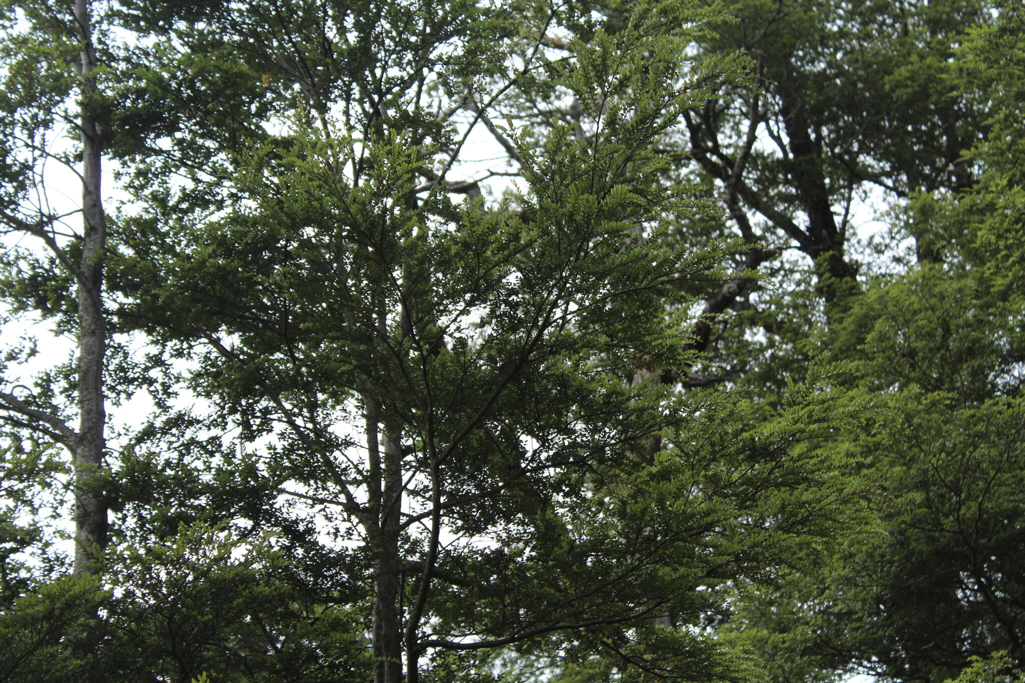 Image of Brown Creeper