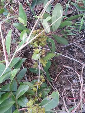 Image of Salacia kraussii (Harv.) Harv.