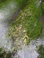 Image of River Water-dropwort