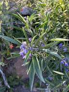 Слика од Solanum nitidum Ruiz & Pav.