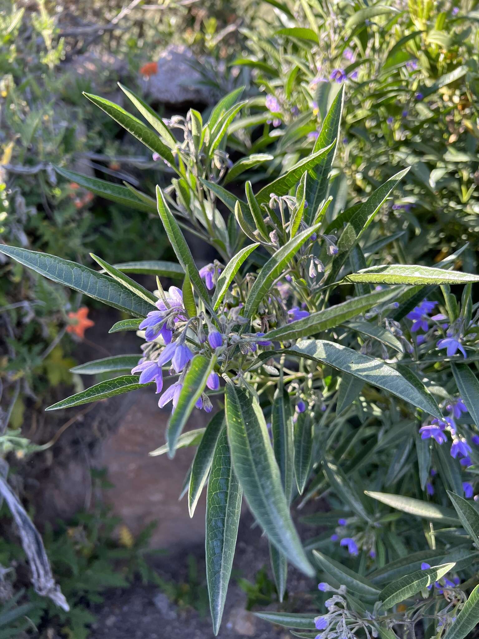 Image of Solanum nitidum Ruiz & Pav.