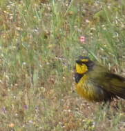 Слика од Telophorus zeylonus zeylonus (Linnaeus 1766)