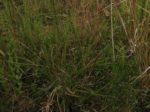 Habenaria pumila Poepp. resmi