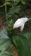 Image of Costus arabicus L.