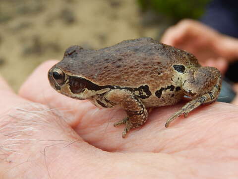 Image of Strecker's Chorus Frog