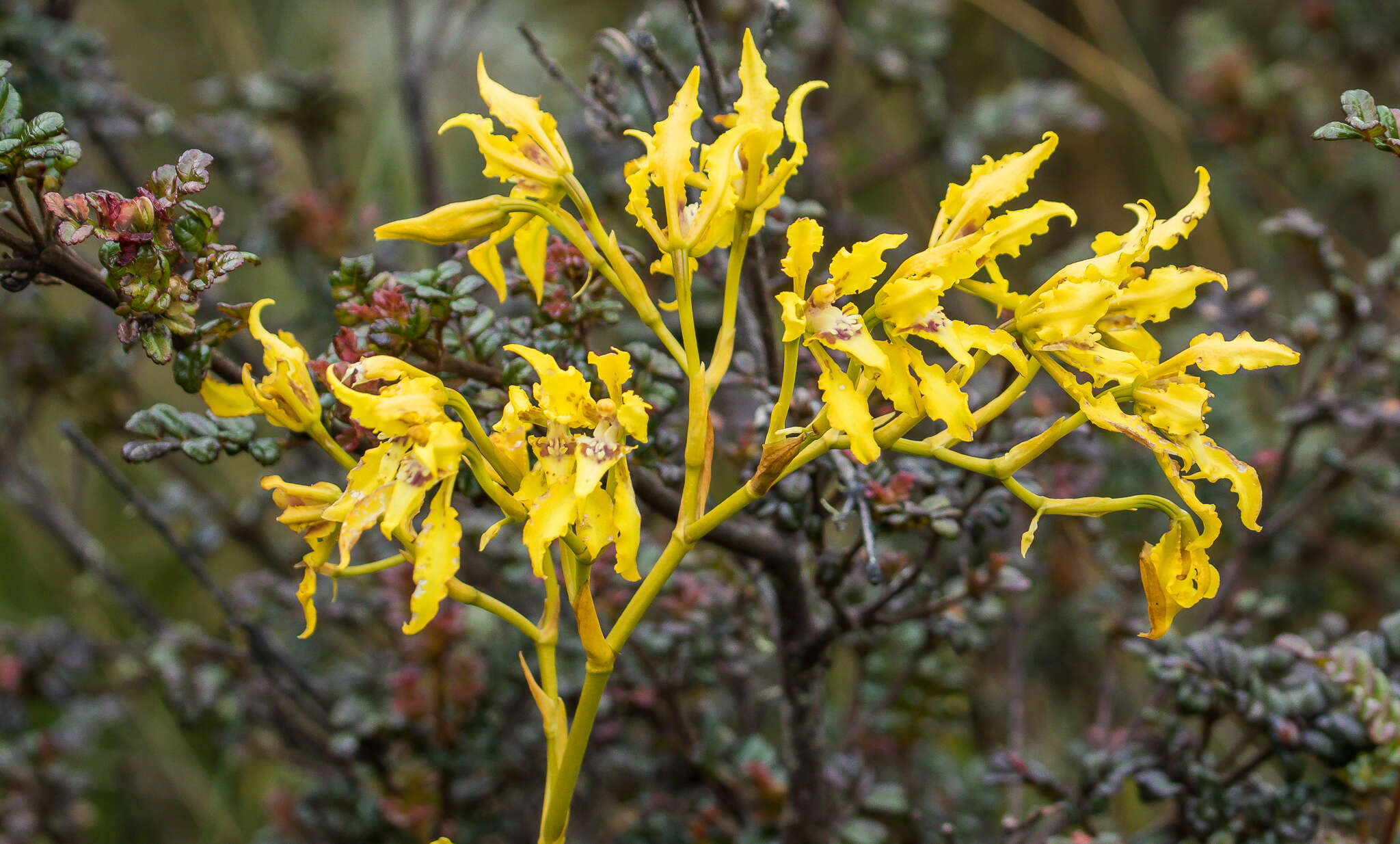 Image of Cyrtochilum auropurpureum (Rchb. fil.) Dalström