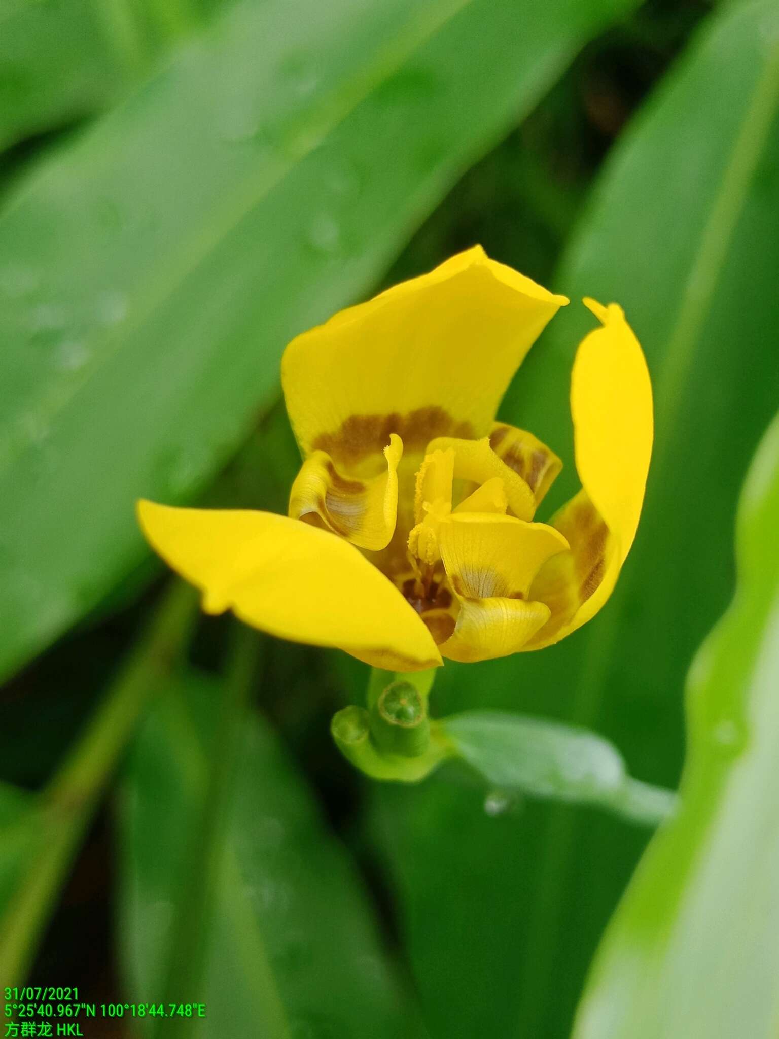 صورة Trimezia martinicensis (Jacq.) Herb.