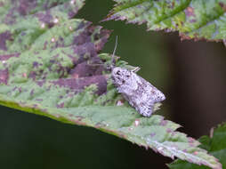 Imagem de Acleris gloveranus Walsingham 1879