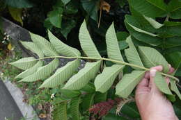 Слика од Rhus chinensis var. roxburghii (DC.) Rehd.