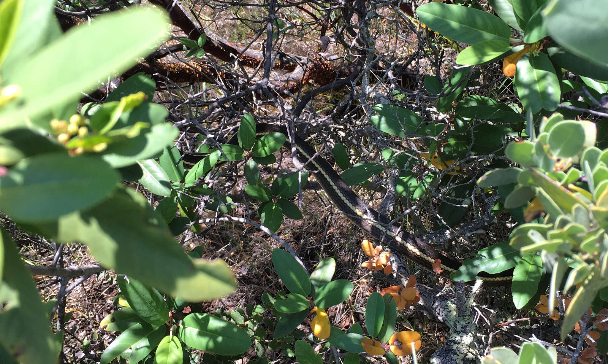 Image of California whipsnake