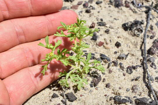 Image of Nevada sumpweed