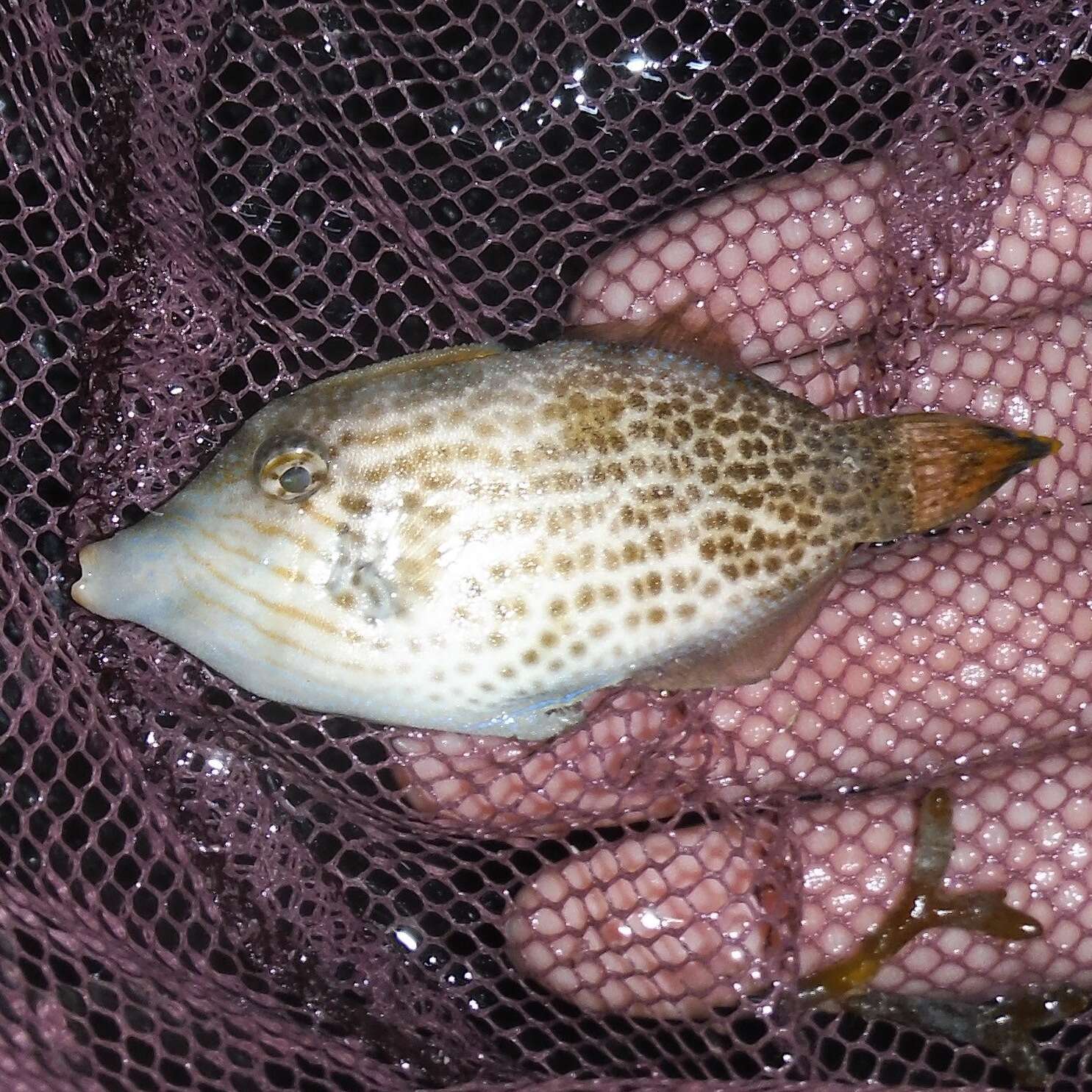 Image of Fantail filefish