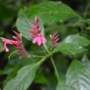 Lepidagathis chiapensis (Acosta) Kameyama resmi