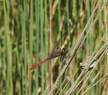 Image of Orthetrum villosovittatum (Brauer 1868)