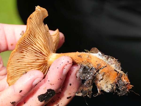 Image of Lactarius atlanticus Bon 1975