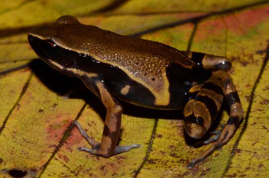 Image of Annulated long-fingered frog