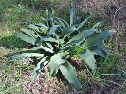 Image of Crinum crassicaule Baker