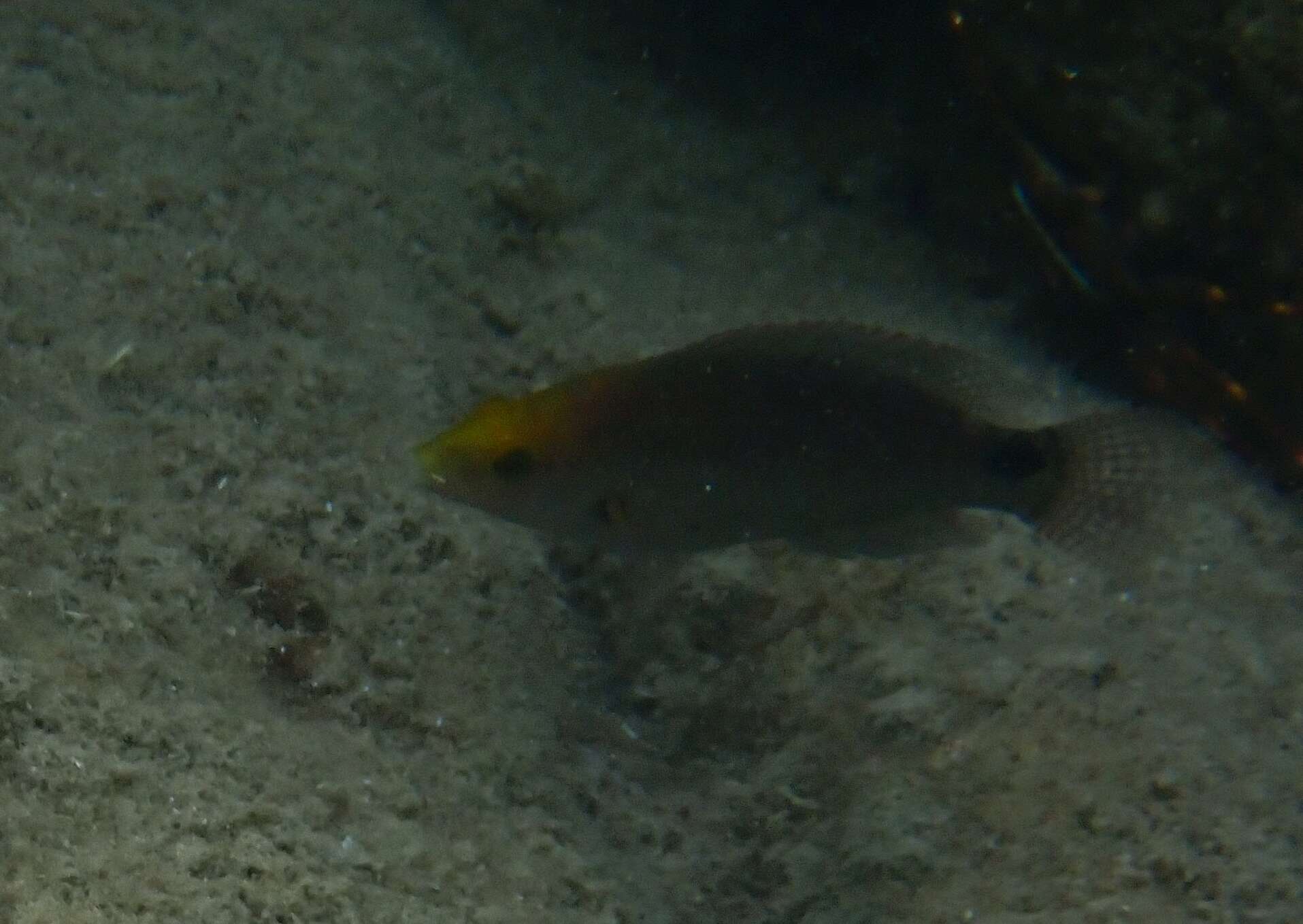 Image of Axillary Wrasse