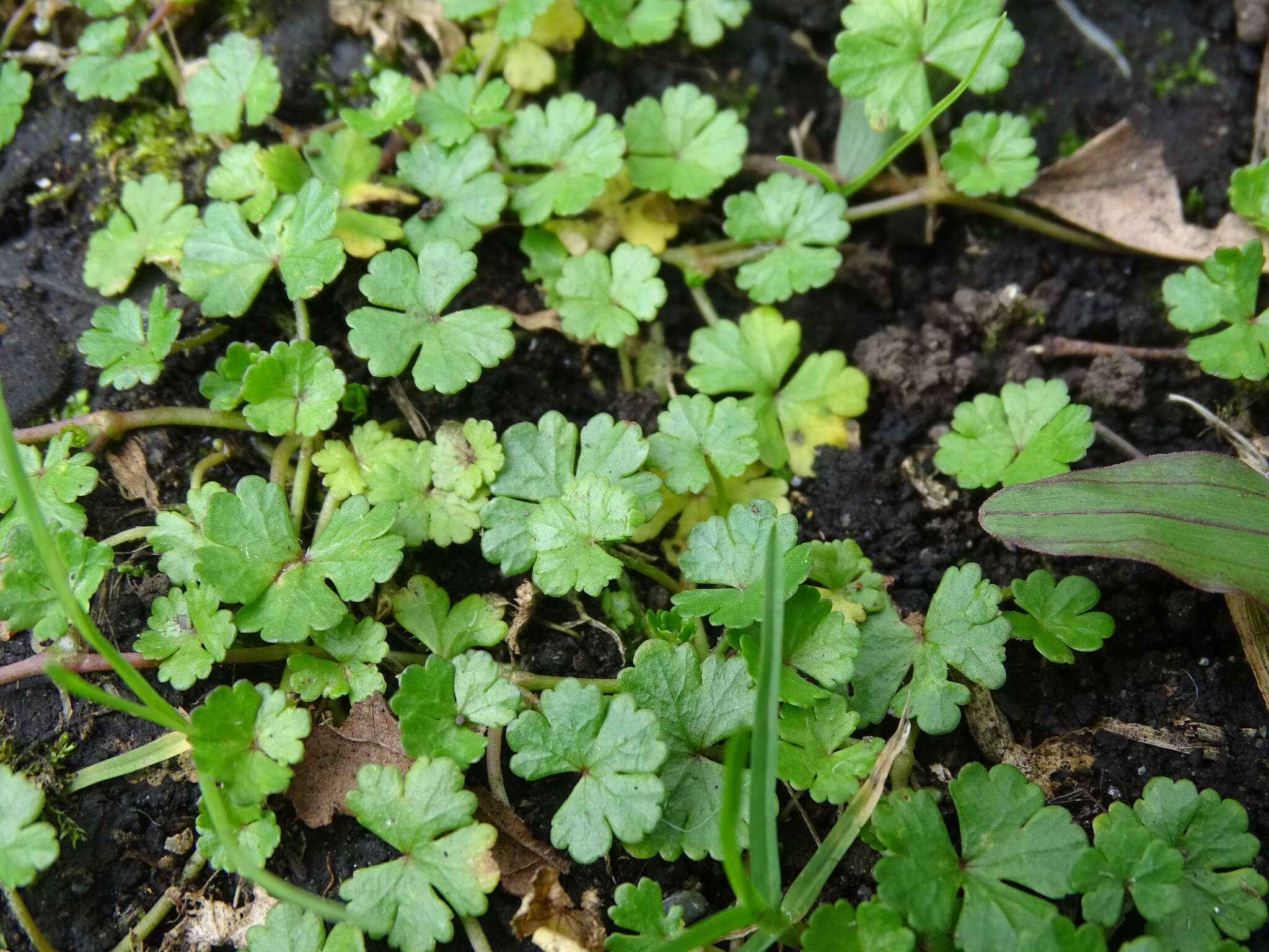 Hydrocotyle batrachium Hance的圖片