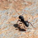 Image of Camponotus errabundus Arnold 1949