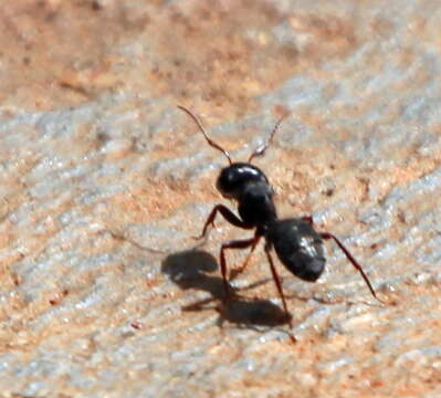 Image of Camponotus errabundus Arnold 1949