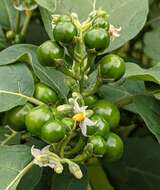 Image of Ethiopian nightshade