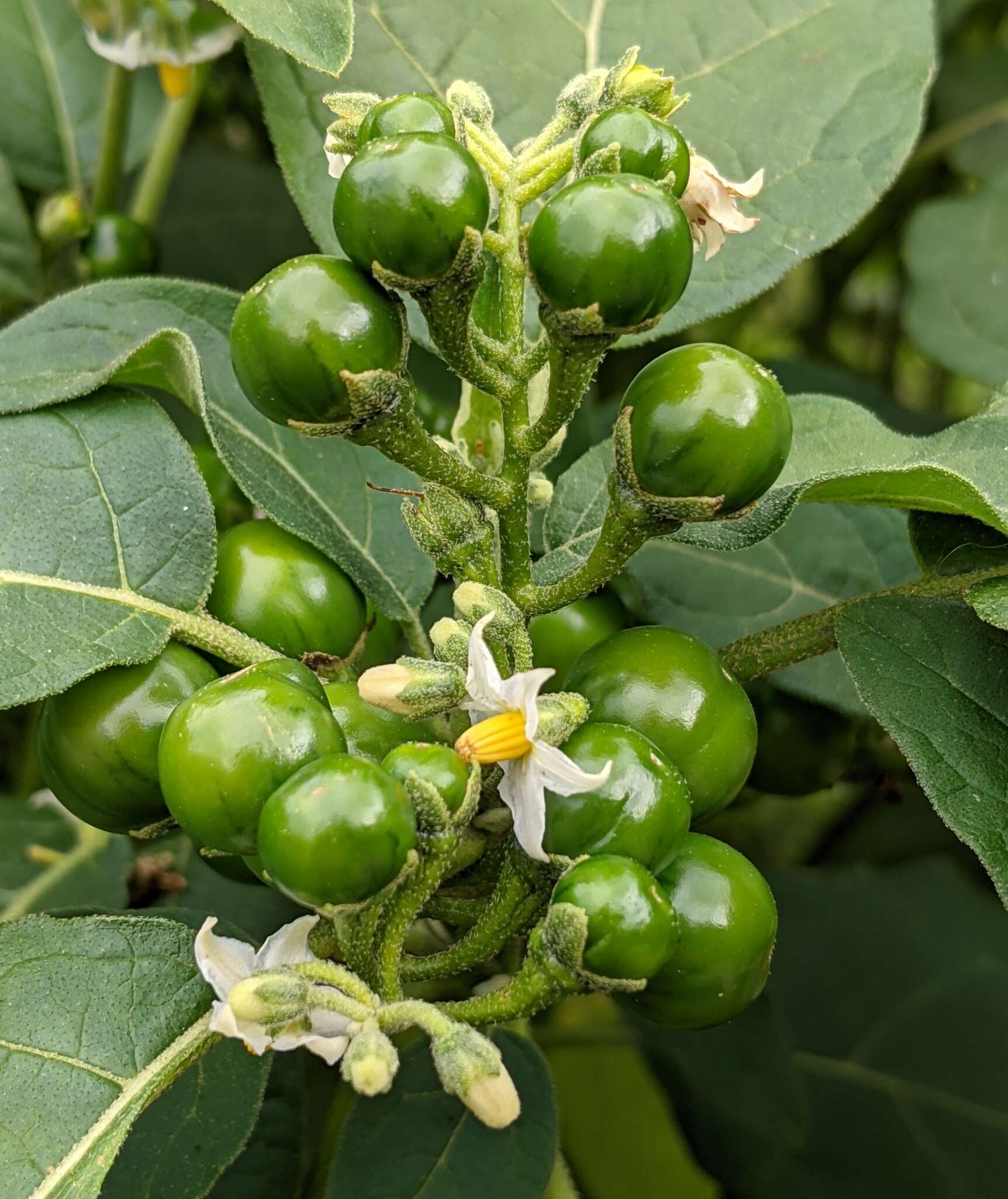 Image de Solanum aethiopicum L.