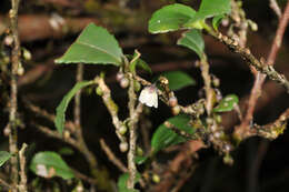 Image de Eurya crenatifolia (Yamamoto) Kobuski