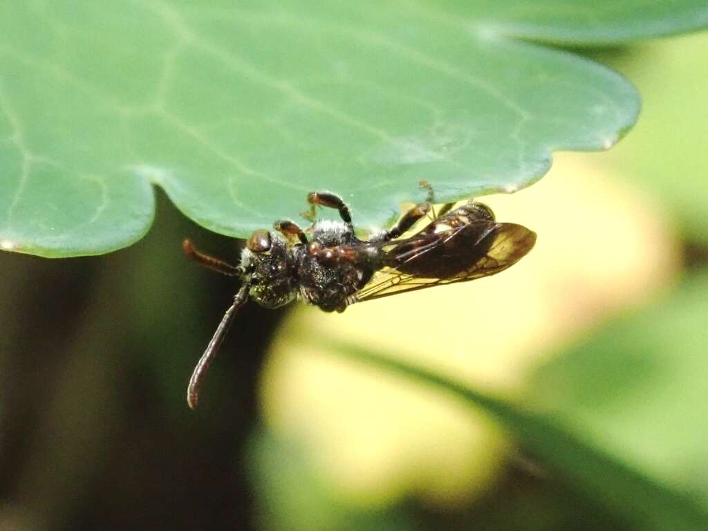 Image of Nomada okubira Tsuneki 1973