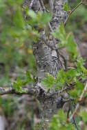 Image of Chinese Hawthorn