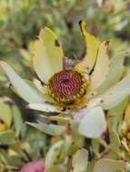 Image de Leucadendron roodii Bolus